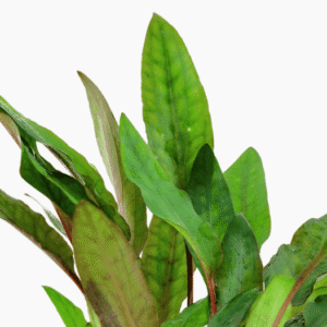 Cryptocoryne Beckettii 'Petchii'