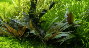 Cryptocoryne Beckettii 'Petchii'