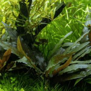 Cryptocoryne Beckettii 'Petchii'