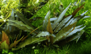 Cryptocoryne Beckettii 'Petchii'