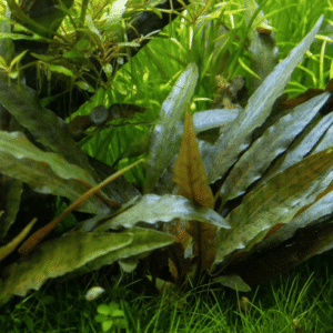 Cryptocoryne Beckettii 'Petchii'