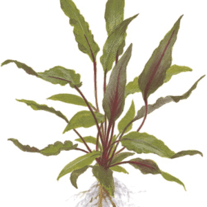 Cryptocoryne Beckettii 'Petchii'