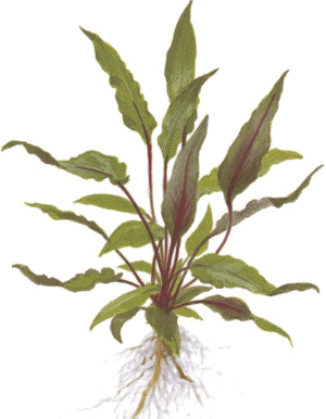 Cryptocoryne Beckettii 'Petchii'