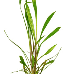 Captura de Pantalla 2025-04-12 a la(s) 0.02.41 Cryptocoryne Spiralis 'Red'