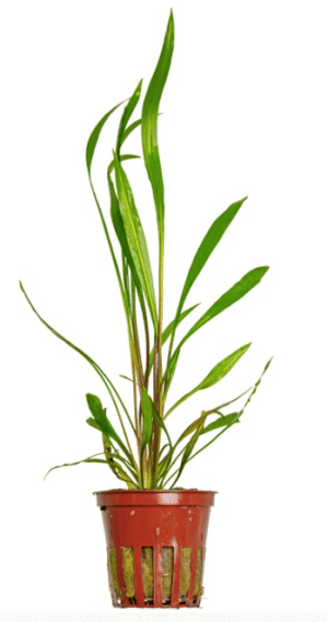 Captura de Pantalla 2025-04-12 a la(s) 0.02.41 Cryptocoryne Spiralis 'Red'