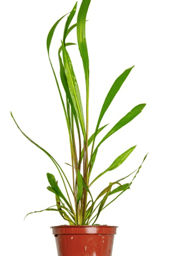 Cryptocoryne Spiralis 'Red'