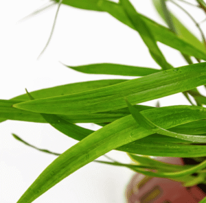 Captura de Pantalla 2025-04-12 a la(s) 0.02.59 Cryptocoryne Spiralis 'Red'