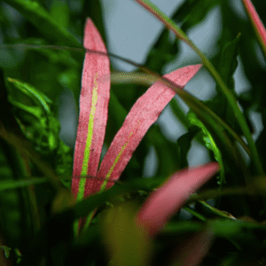 Captura de Pantalla 2025-04-12 a la(s) 0.03.06 Cryptocoryne Spiralis 'Red'