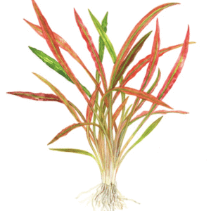 Captura de Pantalla 2025-04-12 a la(s) 0.03.17 Cryptocoryne Spiralis 'Red'