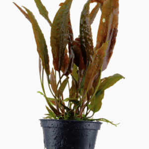 Cryptocoryne Usteriana