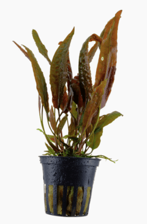 Cryptocoryne Usteriana
