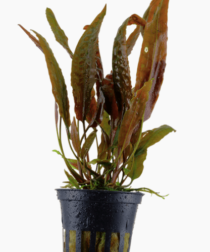 Cryptocoryne Usteriana