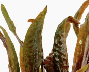 Cryptocoryne Usteriana