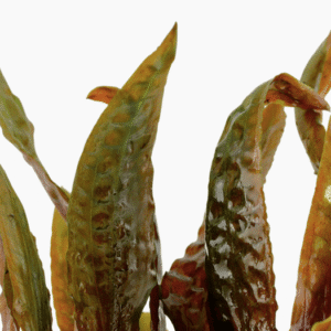 Cryptocoryne Usteriana