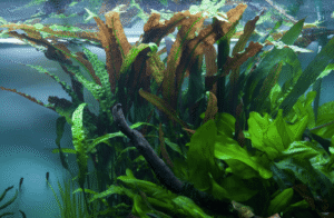 Cryptocoryne Usteriana