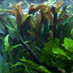 Cryptocoryne Usteriana