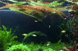 Cryptocoryne Usteriana