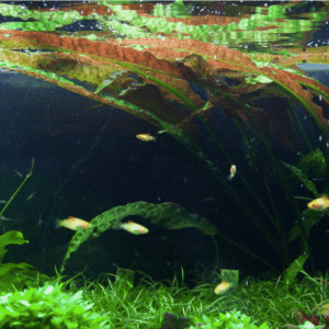 Cryptocoryne Usteriana