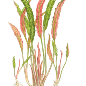 Cryptocoryne Usteriana