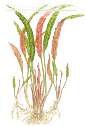 Cryptocoryne Usteriana