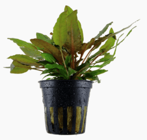 Captura de Pantalla 2025-04-12 a la(s) 0.14.12 Cryptocoryne Wendtii 'Tropica'