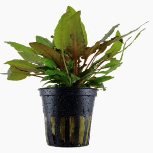 Captura de Pantalla 2025-04-12 a la(s) 0.14.12 Cryptocoryne Wendtii 'Tropica'