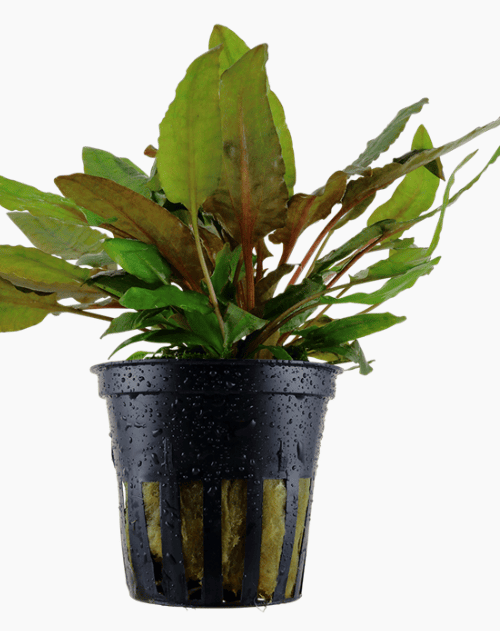 Cryptocoryne Wendtii 'Tropica'