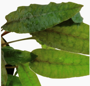 Captura de Pantalla 2025-04-12 a la(s) 0.14.20 Cryptocoryne Wendtii 'Tropica'