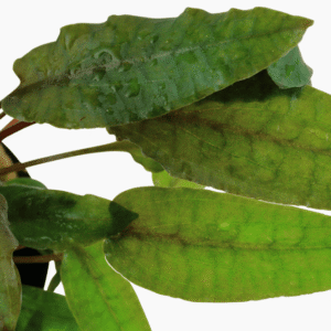 Captura de Pantalla 2025-04-12 a la(s) 0.14.20 Cryptocoryne Wendtii 'Tropica'