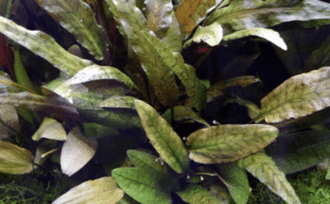 Captura de Pantalla 2025-04-12 a la(s) 0.14.27 Cryptocoryne Wendtii 'Tropica'