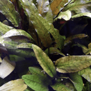 Captura de Pantalla 2025-04-12 a la(s) 0.14.27 Cryptocoryne Wendtii 'Tropica'