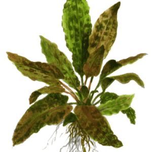 Captura de Pantalla 2025-04-12 a la(s) 0.14.33 Cryptocoryne Wendtii 'Tropica'