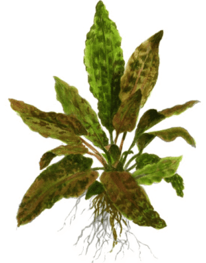 Captura de Pantalla 2025-04-12 a la(s) 0.14.33 Cryptocoryne Wendtii 'Tropica'