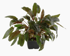 Captura de Pantalla 2025-04-12 a la(s) 0.14.55 Cryptocoryne Wendtii 'Tropica'