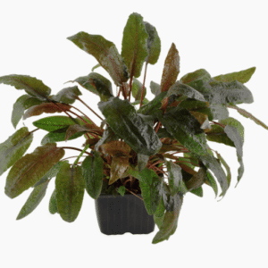 Captura de Pantalla 2025-04-12 a la(s) 0.14.55 Cryptocoryne Wendtii 'Tropica'