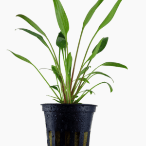 Cryptocoryne X Willisii