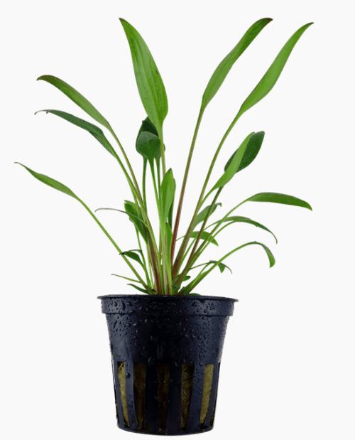 Cryptocoryne X Willisii