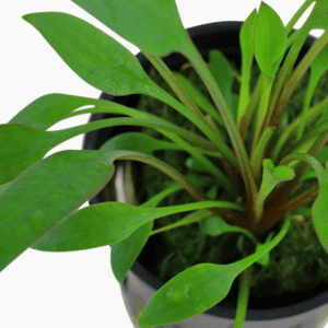 Cryptocoryne X Willisii