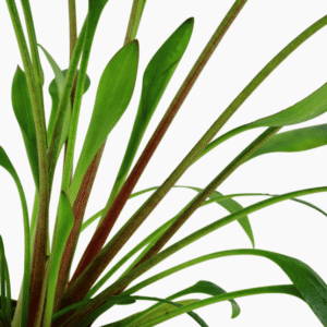 Cryptocoryne X Willisii