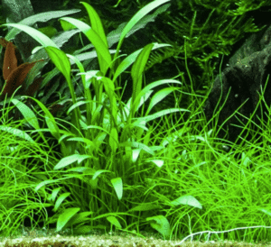 Cryptocoryne X Willisii