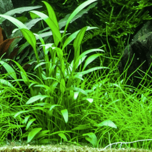 Cryptocoryne X Willisii