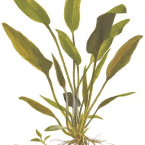 Cryptocoryne X Willisii