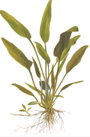 Cryptocoryne X Willisii