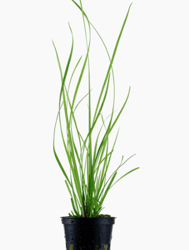 Cyperus Helferi