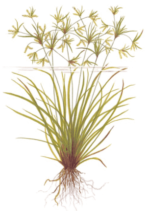 Cyperus Helferi