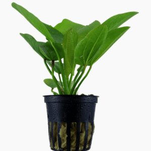 Echinodorus 'Aquartica'