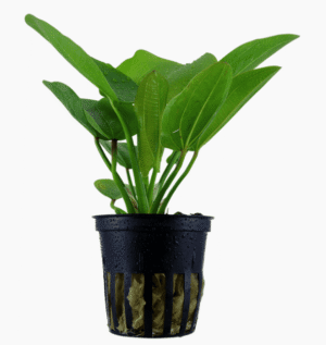 Echinodorus 'Aquartica'