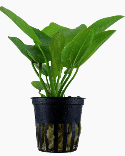 Echinodorus 'Aquartica'