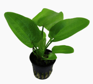 Echinodorus 'Aquartica'
