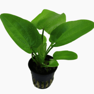 Echinodorus 'Aquartica'